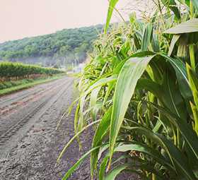 Jolly Time Growers (Corn Field)