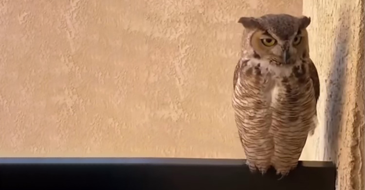 Grandma Receives Regular Visits From Owl And Family Believe It’s A Sign