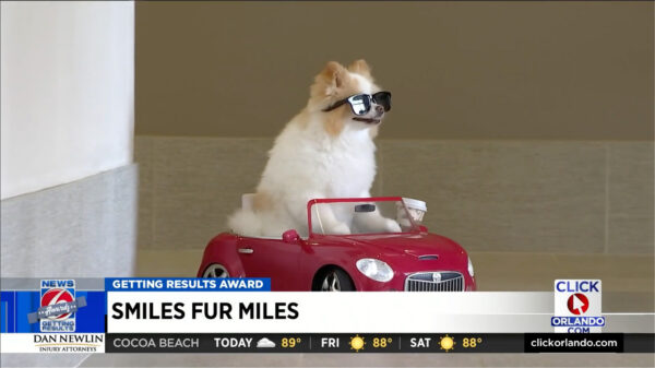 Meet the Convertible-Riding Therapy Dog